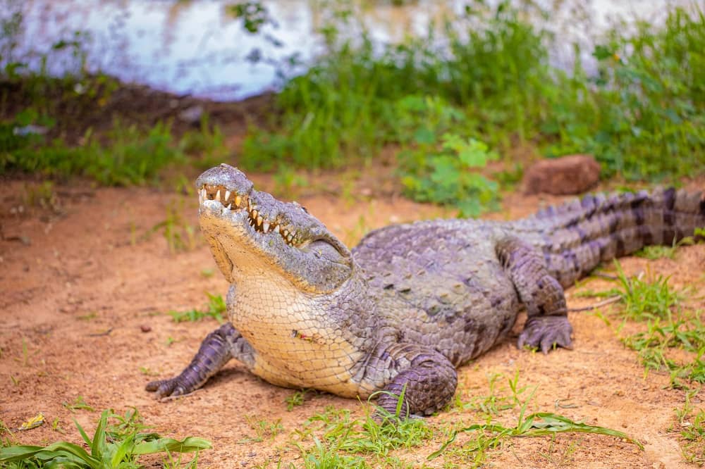 Les crocodiles sacrés de Bazoulé