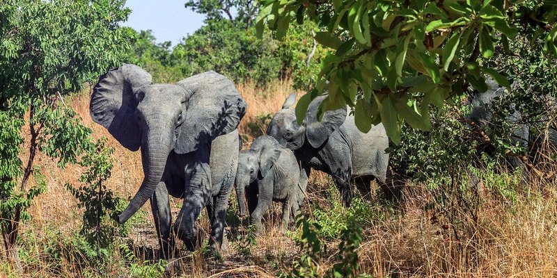 Parc urbain Bangr-wéogo
